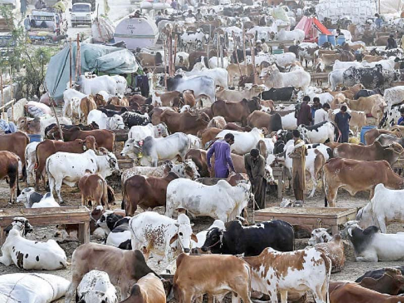 Murree sets up cattle market for Eidul Azha