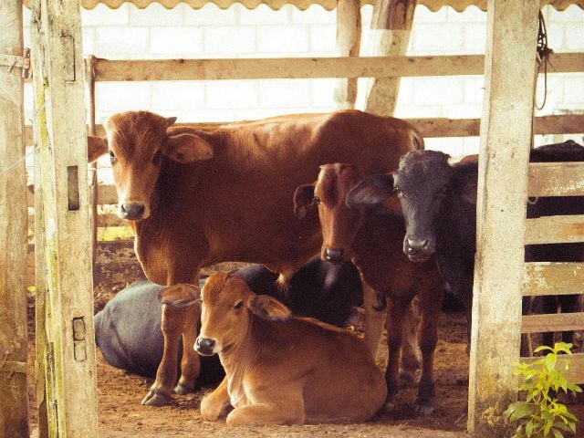 Lahore hosts Pakistan’s first Farm Animal Welfare Conference